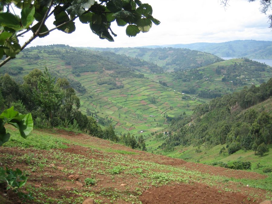 Grüne Hügellandschaft in Uganda